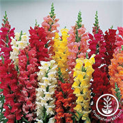 Snapdragon Liberty Classic Series Mix Seed
