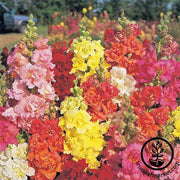 Snapdragon Madame Butterfly Mixture Seeds