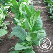 Southern Beauty Tobacco Seeds