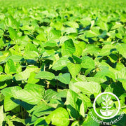 Soybean - Organic - Cover Crop Seeds