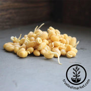 Soybeans - Yellow (Organic) - Sprouting Seeds