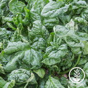Organic Spinach Bloomsdale Long Standing Seed