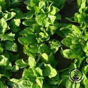 Spinach Early Hybrid no 7