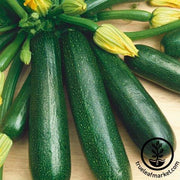 Squash Seeds - Summer - Fordhook Zucchini
