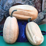 Squash Seeds - Fordhook Acorn - Organic