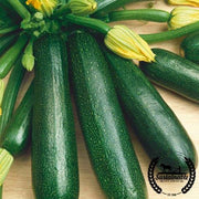 Squash Seeds, Summer - Fordhook - Organic