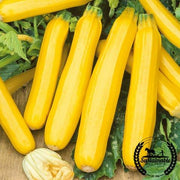 Squash Seeds, Summer - Golden Zucchini - Organic