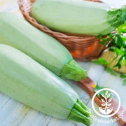 Summer Squash Vegetable Marrow White Bush