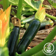 Squash Summer Zucchini Black Beauty Organic Seed