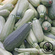 Squash Summer Zucchini Grey Seed