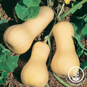Squash Seeds - Winter - Chieftain F1 PMT