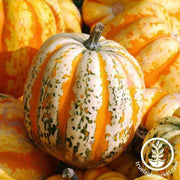 Squash Seeds - Winter - Festival F1