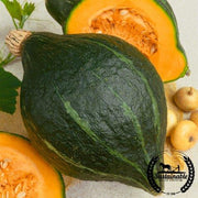 Squash Seeds - Winter - Hubbard Baby Green - Organic