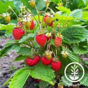 Strawberry Seeds - Mignonette