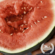Watermelon Seeds - Mini - Sugar Baby (Organic)