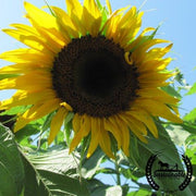 Sunflower Seeds - Black Mammoth (Organic)