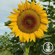 Sunflower Seeds - Canyon Sunset F1