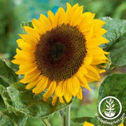 Sunflower Seeds - Classic Gold F1