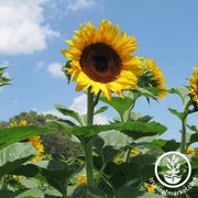 Sunflower Seeds - Early Black Heart F1