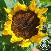 Sunflower Seeds - Goldeneye F1