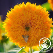 Sunflower Seeds - Goldie F1 - Organic