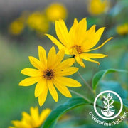 Sunflower Seeds - Santa Fe Sunrise F1