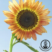 Sunflower Seeds - Santa Fe Sunset F1
