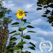 Sunflower Seeds - Skyscraper - Organic