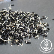 Sunflower - Black Oil (Organic) - Sprouting Seeds