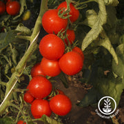 Tomato Seeds - Cherry - Gardener's Delight (Organic)
