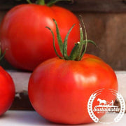 Tomato Seeds - Marglobe (Organic)