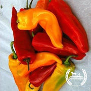 Pepper Seeds - Sweet - Sunset Italian Mix (Organic)