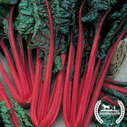 Swiss Chard Seeds - Cardinal - Organic