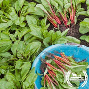 Swiss Chard Seeds - Rhubarb - Organic