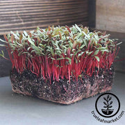 Swiss Chard - Ruby Red - Microgreens Seeds