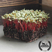 Swiss Chard Seeds - Ruby Red - Organic - Microgreens Seeds