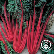 Swiss Chard - Ruby Red Garden and Microgreen Seed