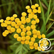 Tansy Herb Flower Seeds