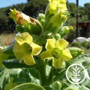 Kessu Tobacco Seeds