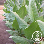 Nostrana Del Brenta Tobacco Seeds Full grown
