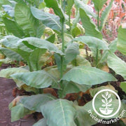 Piloto Cubano Tobacco Seeds