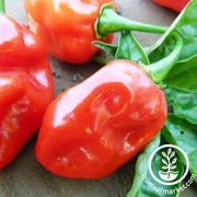Tobago Seasoning Pepper Seeds - Non-GMO