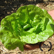 Organic Tom Thumb Lettuce Seeds