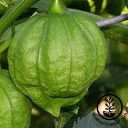 Toma Verde Tomatillo Seeds - Non-GMO