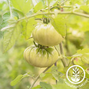Tomato Seeds - aunt rubys green german