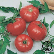 Tomato Seeds - Beef Maestro F1