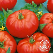 Tomato Beefmaster Hybrid Seed