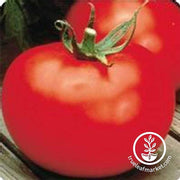 Tomato Better Boy Hybrid Seed