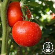 Tomato Burpee Big Boy Hybrid Seed
