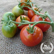 Tomato Seeds - Bloody Butcher - Organic